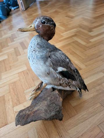 Wintertaling- Eendje Taxidermie beschikbaar voor biedingen