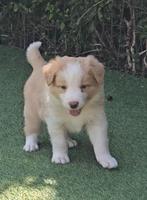 Border collie pups uit geteste ouders, Animaux & Accessoires, Chiens | Bergers & Bouviers, 8 à 15 semaines, Colley, Plusieurs