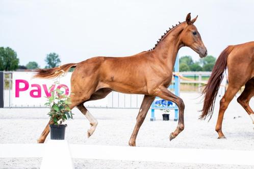 Bon Courage x Floriscount prachtig merrieveulen uit sportsta, Dieren en Toebehoren, Paarden, Merrie, 170 tot 175 cm, 0 tot 2 jaar