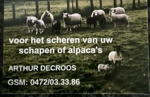 Scheren van u schapen, Dieren en Toebehoren, Schapen, Geiten en Varkens