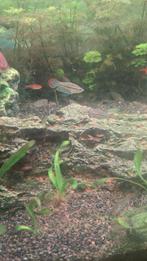 8 stuks dwerg knorgoerami, Enlèvement