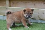 Prachtige Shiba inu pups (ouders aanwezig), Dieren en Toebehoren, Honden | Poolhonden, Keeshonden en Oertypen, België, Overige rassen