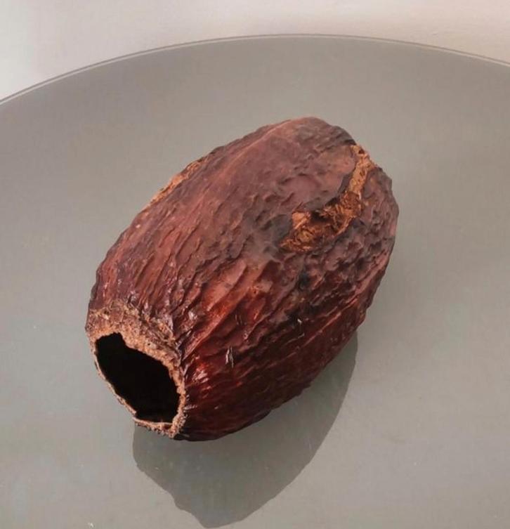 Véritable Cabosse de cacao pour décoration terrarium ou aqua, Bijoux, Sacs & Beauté, Pierres précieuses, Enlèvement ou Envoi