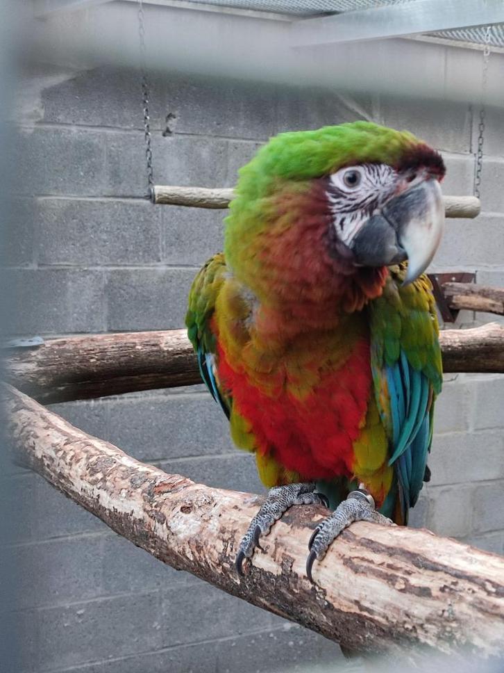 Hybride Ara miliquin, Dieren en Toebehoren, Vogels | Parkieten en Papegaaien, Papegaai, Vrouwelijk, Tam, Geringd