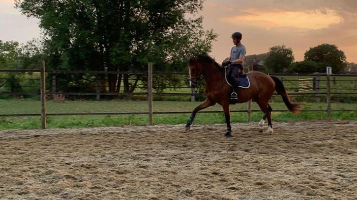 Jument de 6 ans ayant de l'expérience en compétition, Animaux & Accessoires, Chevaux, Jument, 165 à 170 cm, 3 à 6 ans, Avec pedigree