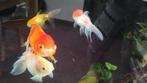 fancy goldfish sluierstaarten, Dieren en Toebehoren, Vis