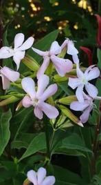 Zeepkruid /Saponaria officinalis, vanaf. 1 euro , LAATSTE, Vaste plant, Halfschaduw, Zomer, Ophalen