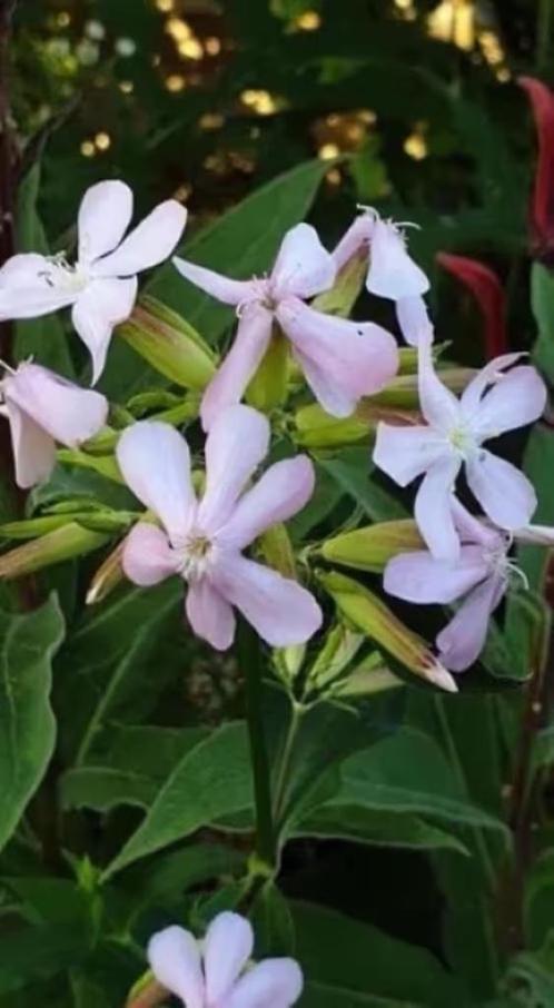 Zeepkruid /Saponaria officinalis, vanaf. 1 euro , LAATSTE, Tuin en Terras, Planten | Tuinplanten, Vaste plant, Overige soorten