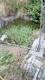 vijverplanten, Ophalen, Zo goed als nieuw