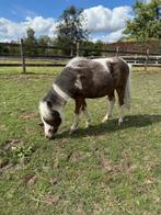 Apart miniatuurpaardje, Dieren en Toebehoren