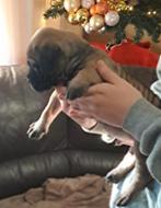 Chiots Bullmastiff, 8 à 15 semaines, Bouledogue, Plusieurs, Éleveur | Loisir