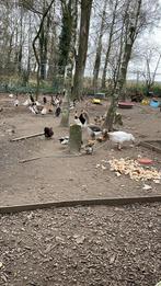 Pluimvee, Dieren en Toebehoren, Pluimvee