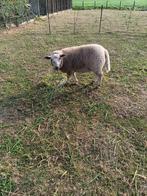 jong swifter ramlam te koop, Dieren en Toebehoren, Schapen, Geiten en Varkens, Mannelijk, Schaap, 0 tot 2 jaar