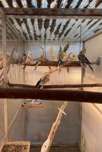 Jonge valkparkieten, Dieren en Toebehoren, Meerdere dieren, Tam