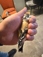 Agaat distelvink, Dieren en Toebehoren, Vogels | Overige Vogels, Mannelijk