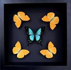 Caleidoscoop van 5 vlinders Phoebis Argante & Lorquinianius, Nieuw, Opgezet dier, Ophalen of Verzenden, Insect