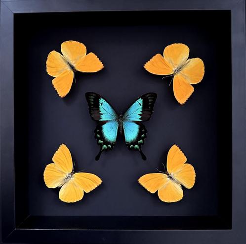Caleidoscoop van 5 vlinders Phoebis Argante & Lorquinianius, Verzamelen, Dierenverzamelingen, Nieuw, Opgezet dier, Insect, Ophalen of Verzenden