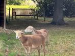 Schapen te koop, Dieren en Toebehoren, April, Vrouwelijk