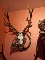 Magnifique lot de bois de cerf et chevreuil + cor de chasse, Verzamelen, Dierenverzamelingen, Ophalen, Gebruikt, Hert, Gewei of Kop