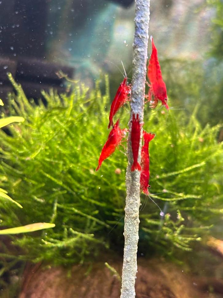 Neocaridina Davidi sp. Bloody Mary, Dieren en Toebehoren, Vissen | Aquariumvissen, Zoetwatervis, Kreeft, Krab of Garnaal, Schoolvis