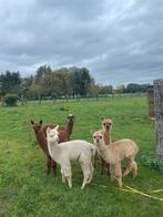 Alpaca hengsten, Dieren en Toebehoren