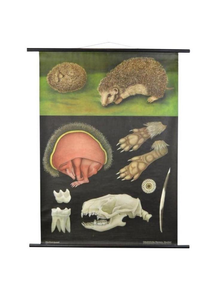 1960s Schoolkaart "Egel" Jung Koch Quentell, Antiek en Kunst, Antiek | Schoolplaten, Natuur en Biologie, Ophalen of Verzenden