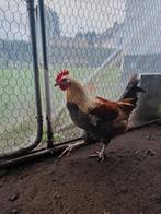 Haantje te koop, Dieren en Toebehoren, Mannelijk, Kip