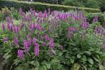 Stachys monieri 'Hummelo', Zomer, Vaste plant, Ophalen, Volle zon