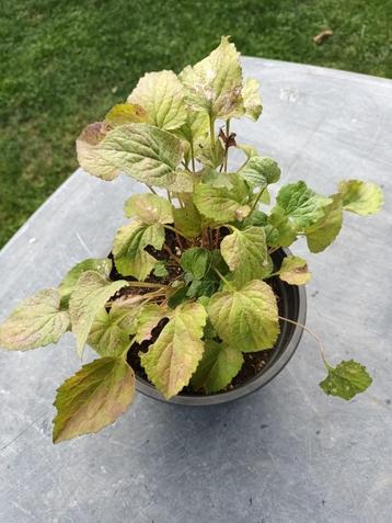 Campanula Persifolia beschikbaar voor biedingen