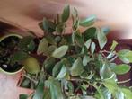 Citronnier, Tuin en Terras, Planten | Fruitbomen, Ophalen, Citroenboom
