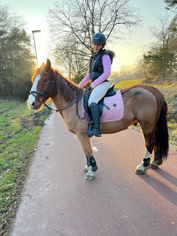 Lieve pony beschikbaar voor biedingen