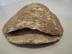 Fossiele oester Oligoceen, Ophalen, Fossiel