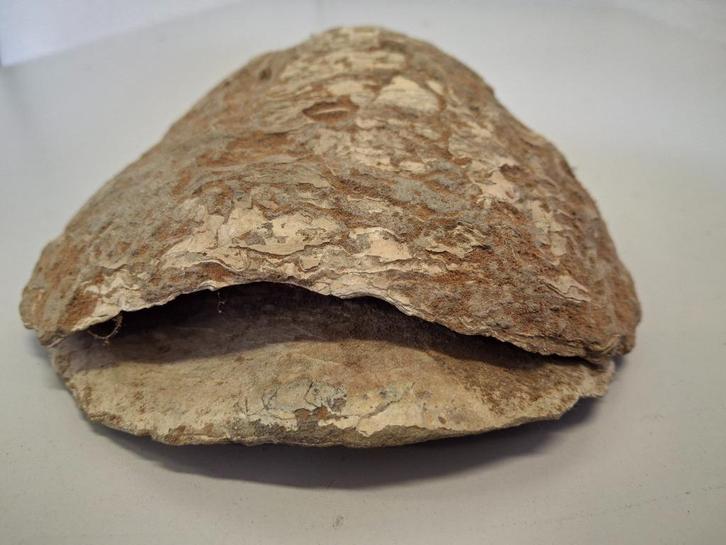 Fossiele oester Oligoceen, Verzamelen, Mineralen en Fossielen, Fossiel, Ophalen