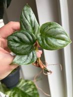Philodendron Sodiroi, Verzenden