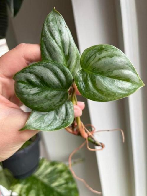 Philodendron Sodiroi, Huis en Inrichting, Kamerplanten, Verzenden