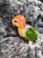 Prachtige jonge roestkop Caique (NL noord Holland), Animaux & Accessoires, Oiseaux | Perruches & Perroquets, Domestique, Perroquet
