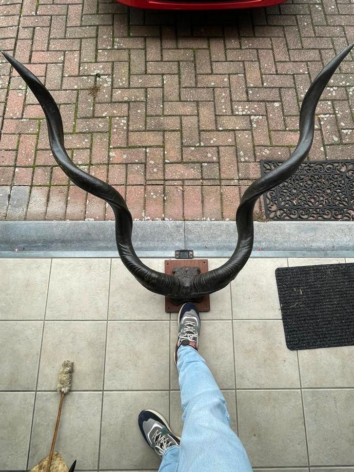 Cornes de la grande antilope Koudou., Collections, Collections Animaux, Comme neuf, Bois ou Tête, Animal sauvage, Enlèvement