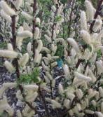 Salix has. wehrhahnii-zilverwitte dwergwilg-prima bijenplant, Enlèvement ou Envoi