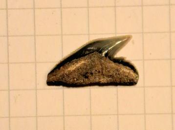 Shark tooth Galeocerdo Antwerp, Enlèvement ou Envoi