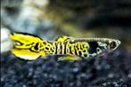 Endler guppies, Vis, Zoetwatervis