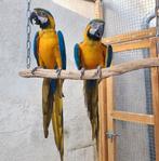 Ara aranauna  perroquet, Plusieurs animaux, Perroquet, Bagué