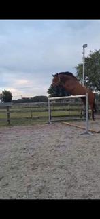 Lieres Z – Grote Zangersheide fokmerrie met topbloed., Dieren en Toebehoren, Paarden, Merrie, Z