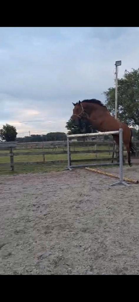 Lieres Z – Grote Zangersheide fokmerrie met topbloed., Dieren en Toebehoren, Paarden, Merrie, Z