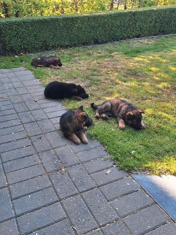 Duitse herder puppy's, Dieren en Toebehoren, België, CDV (hondenziekte), 8 tot 15 weken, Meerdere