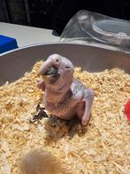 Harlekijn ara jong, Dieren en Toebehoren, Ophalen