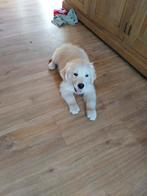 Leuke golden pup, Dieren en Toebehoren, Honden | Retrievers, Spaniëls en Waterhonden, Golden retriever, België, Reu, 8 tot 15 weken
