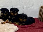 Chiots Rottweiler, Plusieurs, Parvovirose, Rottweiler, Belgique