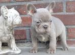 Lilac Frans Bulldog reutje, 8 weekjes, Dieren en Toebehoren, België, Fokker | Hobbymatig, Reu, CDV (hondenziekte)