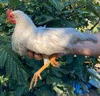 Haantje Leghorn Isabelpatrijs, Dieren en Toebehoren, Pluimvee