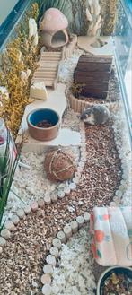 Hamster terrarium 100x30x40, Dieren en Toebehoren, Februari, Mannelijk, Hamster